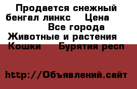 Продается снежный бенгал(линкс) › Цена ­ 25 000 - Все города Животные и растения » Кошки   . Бурятия респ.